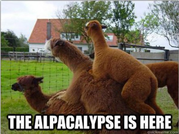 alpacalypse.jpg