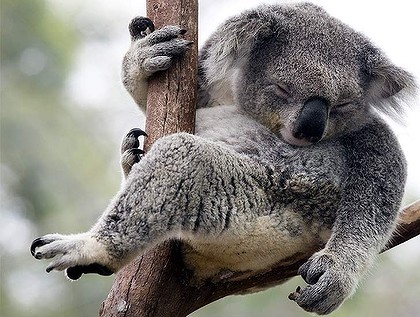 KOALA_729-420x0.jpg