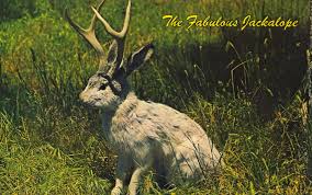 jackalope.jpg