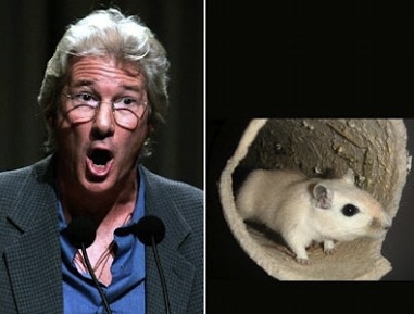 gere_gerbil_question-1.jpg