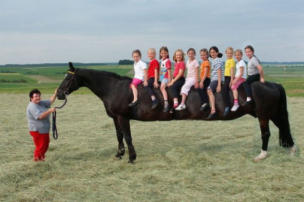 multi-user horse.jpg