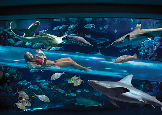 Water Slide Through Shark Tank in Vegas at Golden Nugget (2).jpg