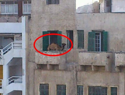 camelOnBalcony.jpg