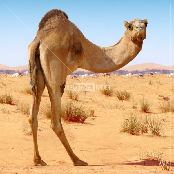 half camel.jpg
