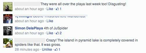 spiders.jpg